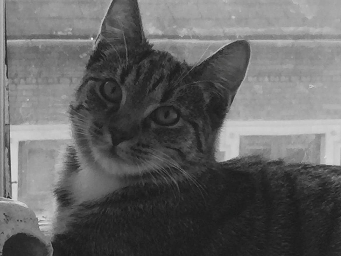 Huskat luna billede 12