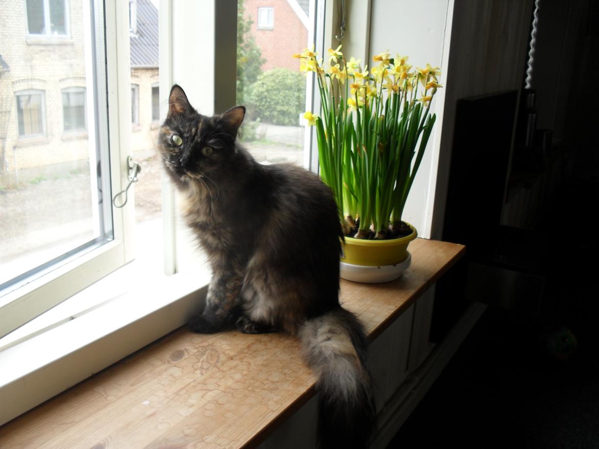 Maine Coon Kirby - påske 2016 billede 15