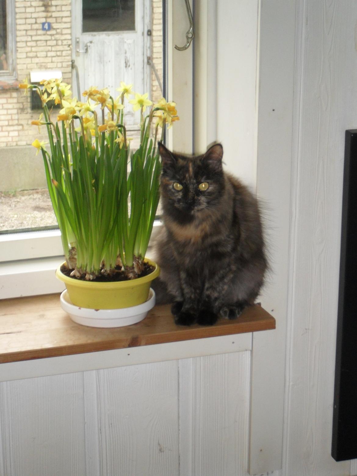 Maine Coon Kirby - God Påske 2016.  billede 14