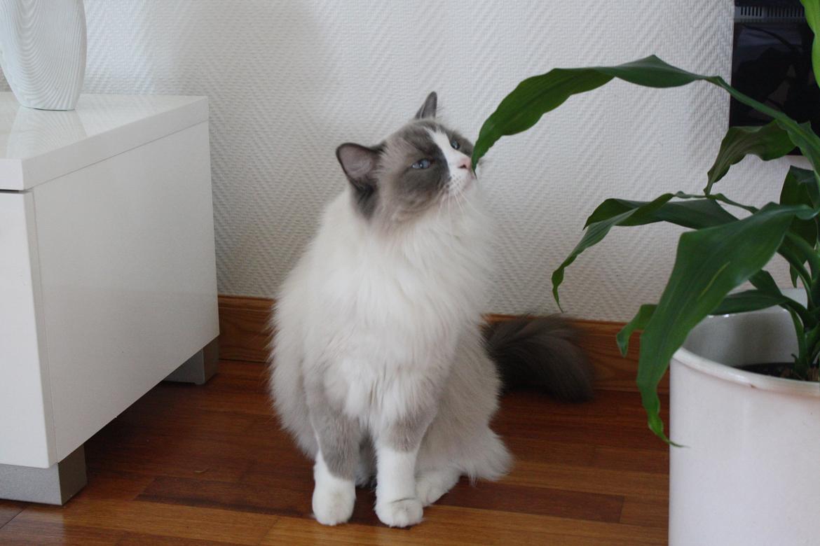 Ragdoll Sigger billede 1