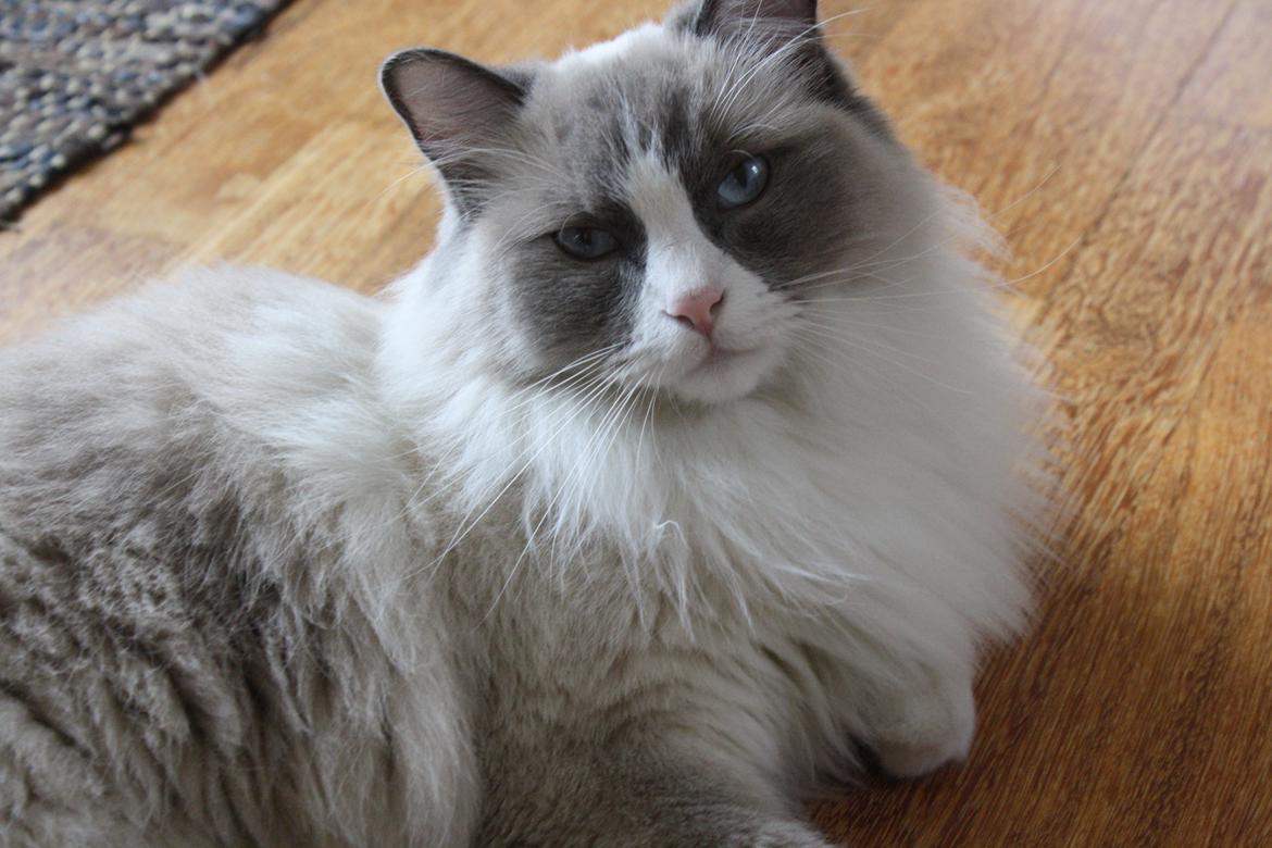 Ragdoll Sigger billede 2