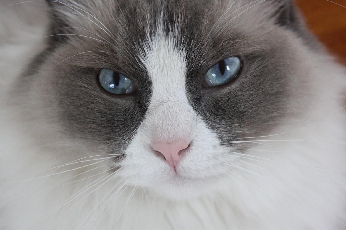 Ragdoll Sigger billede 3