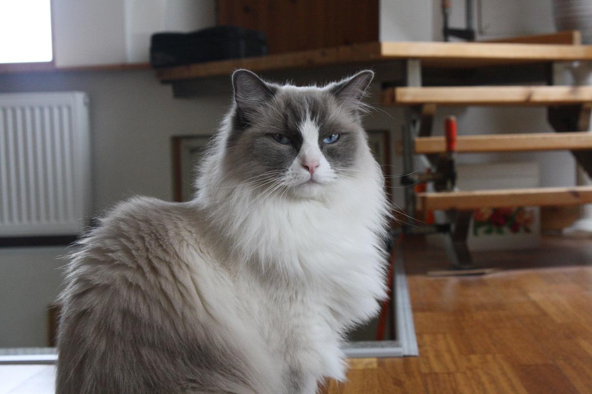 Ragdoll Sigger billede 4