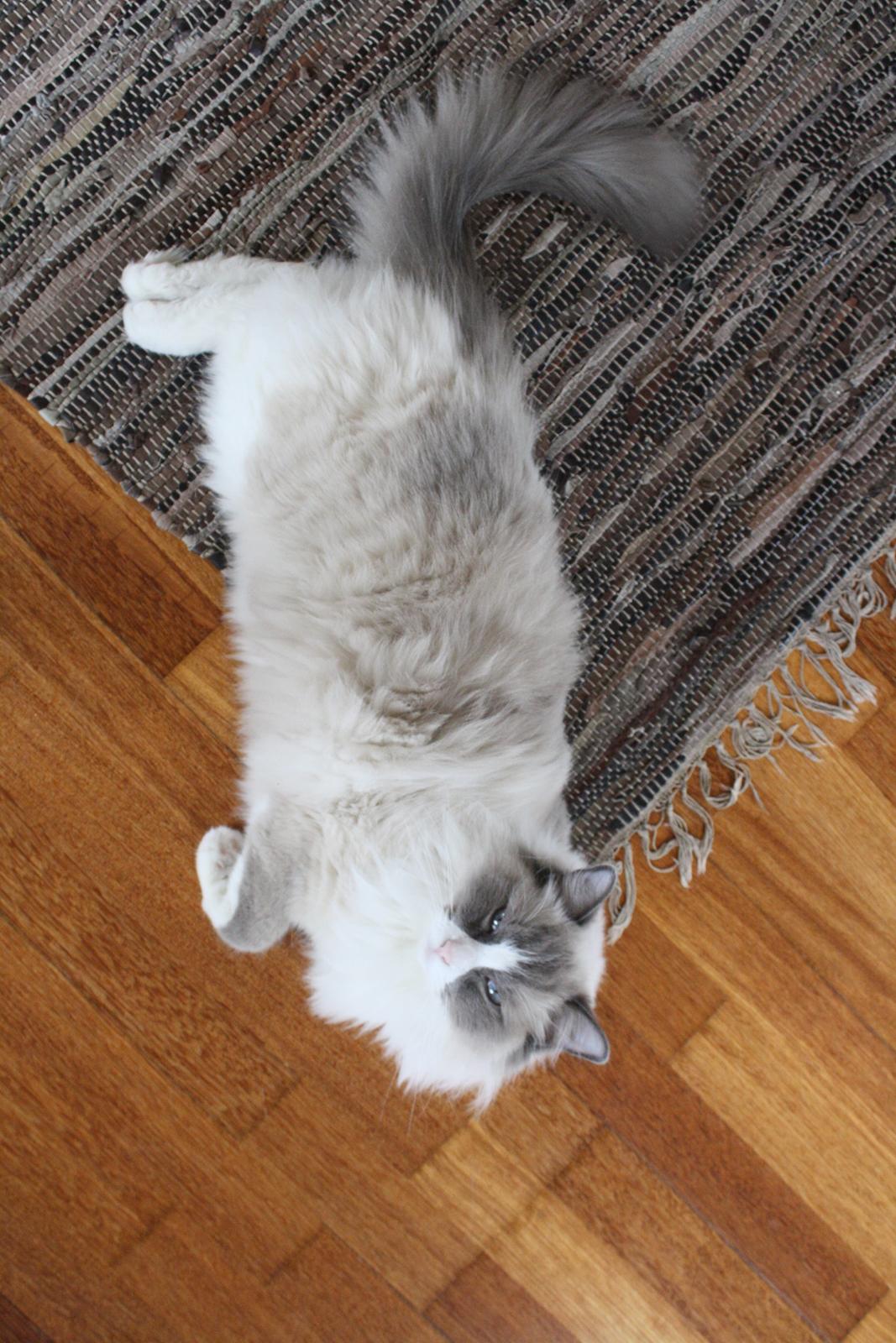 Ragdoll Sigger billede 5