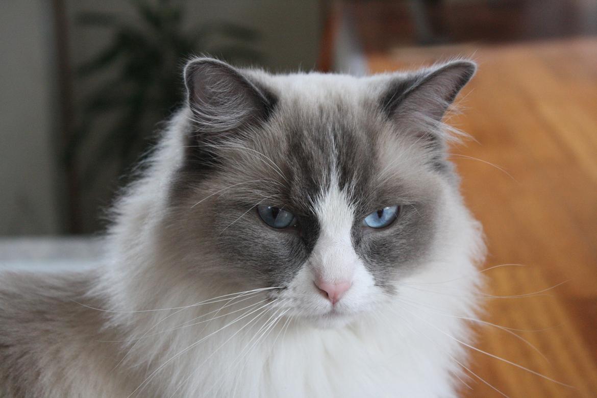 Ragdoll Sigger billede 6