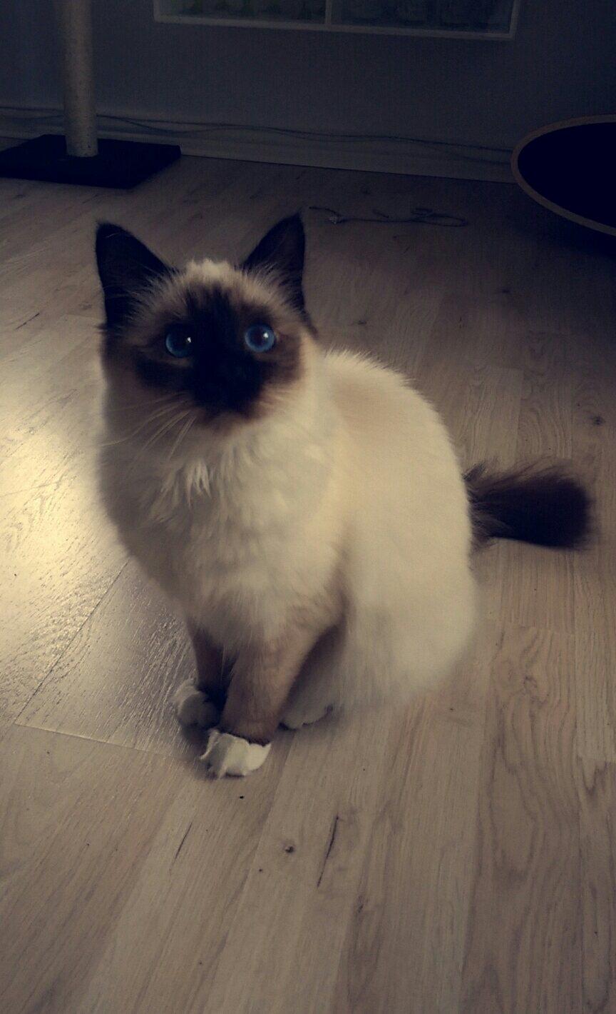 Hellig Birma Rokakitho's Pixel billede 17