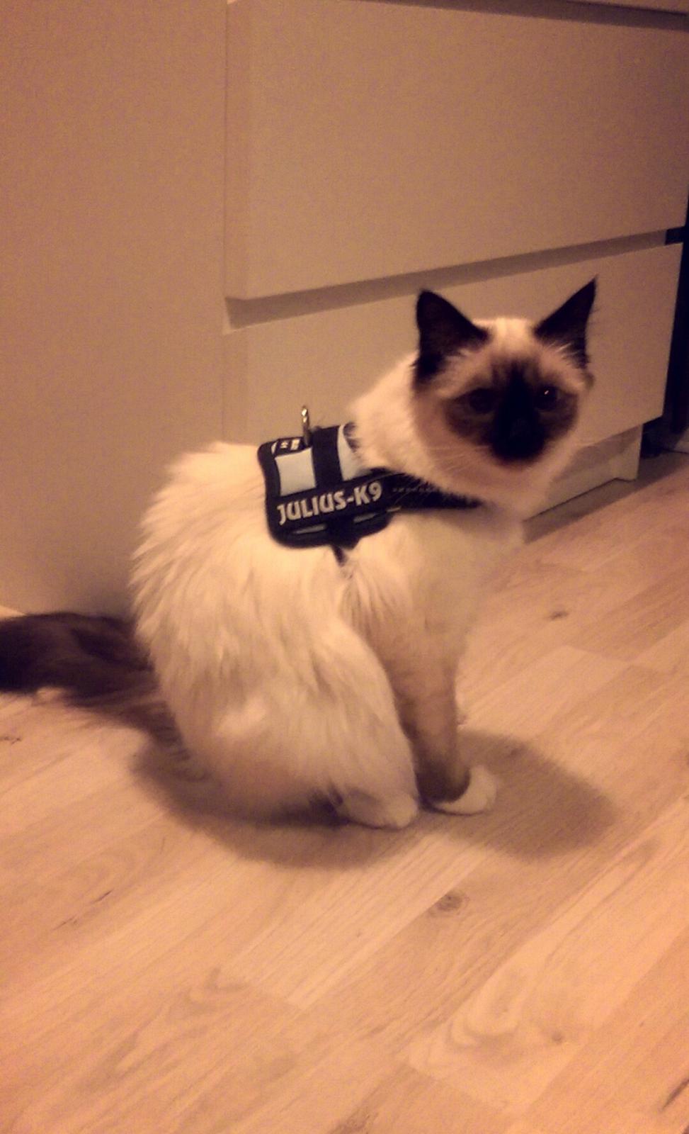 Hellig Birma Rokakitho's Pixel billede 19