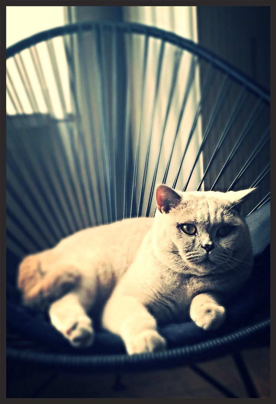 British Shorthair Smitty billede 2