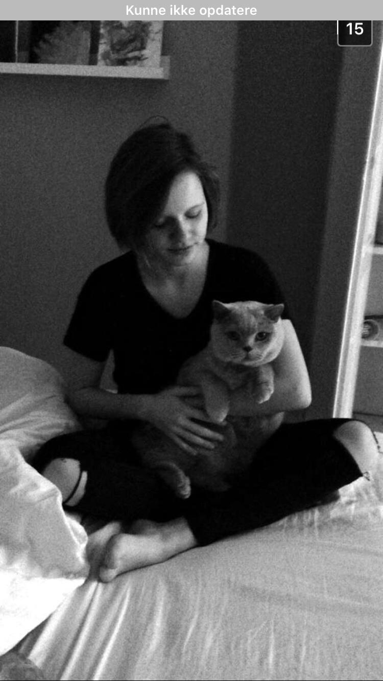 British Shorthair Smitty billede 4