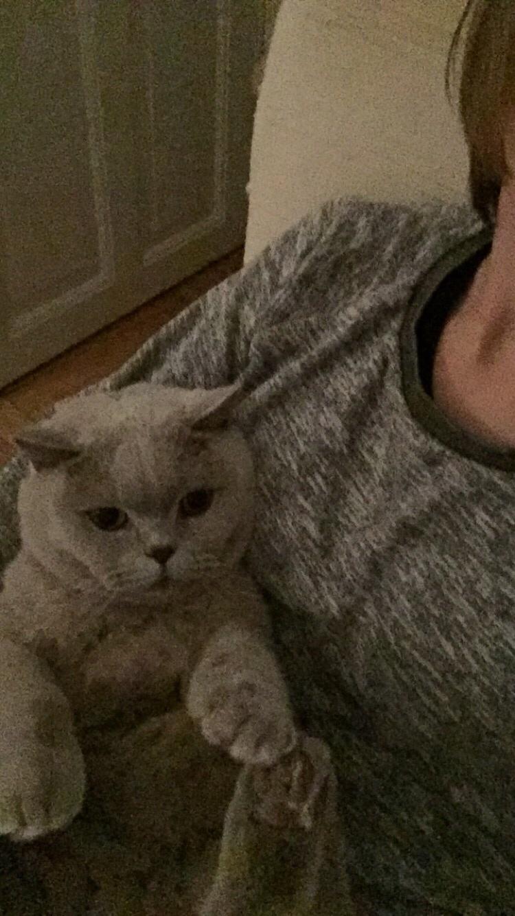 British Shorthair Smitty billede 5