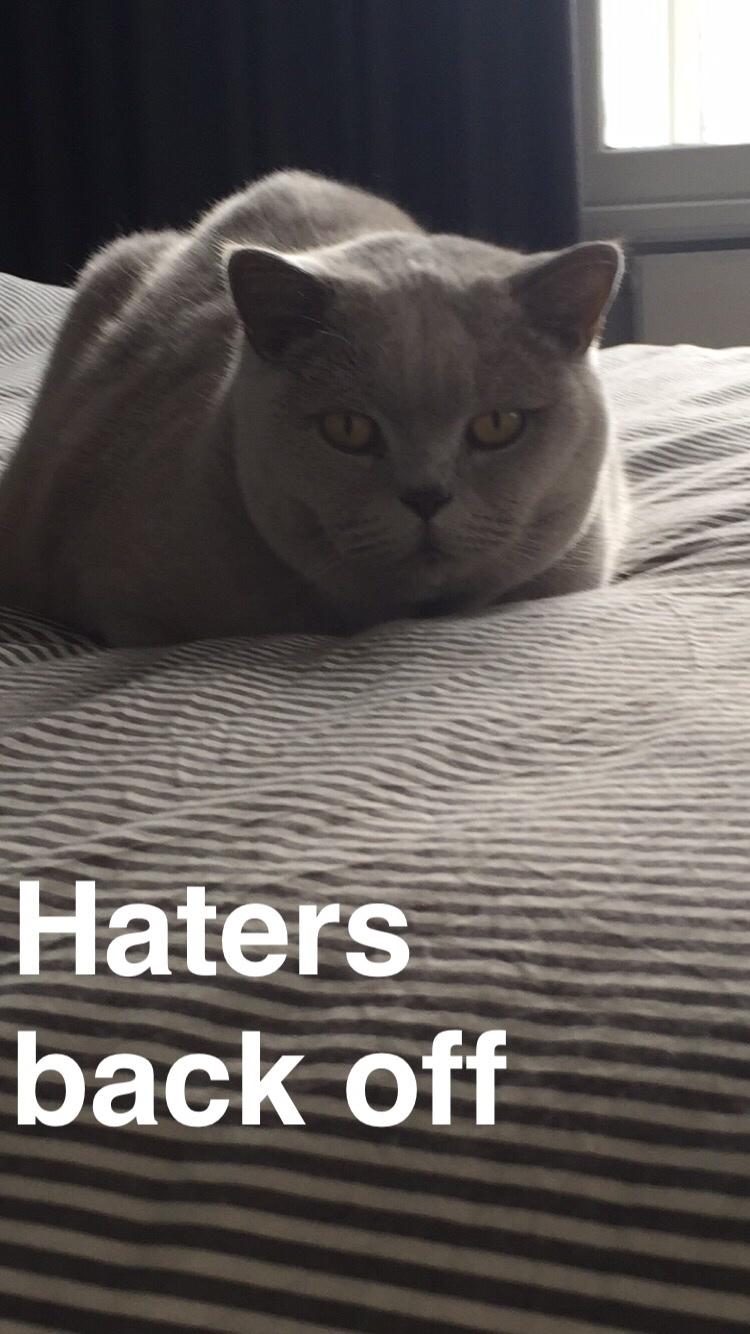 British Shorthair Smitty billede 6