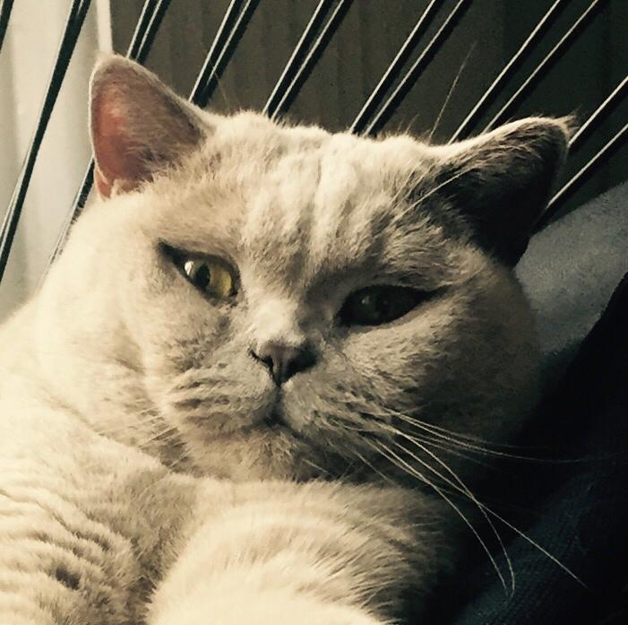 British Shorthair Smitty billede 8