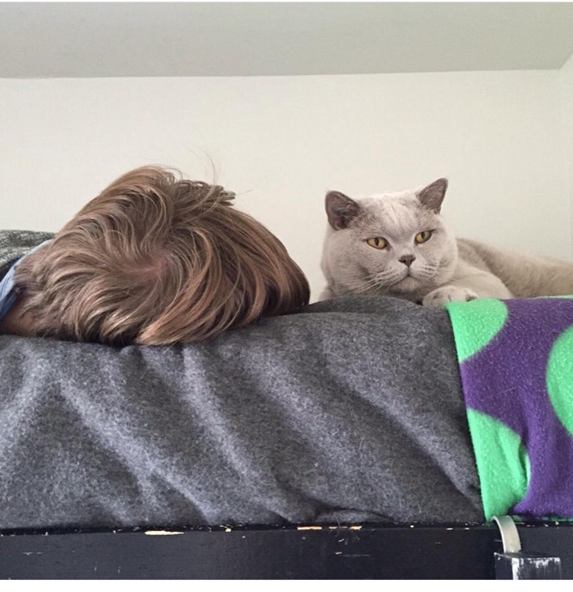 British Shorthair Smitty billede 7