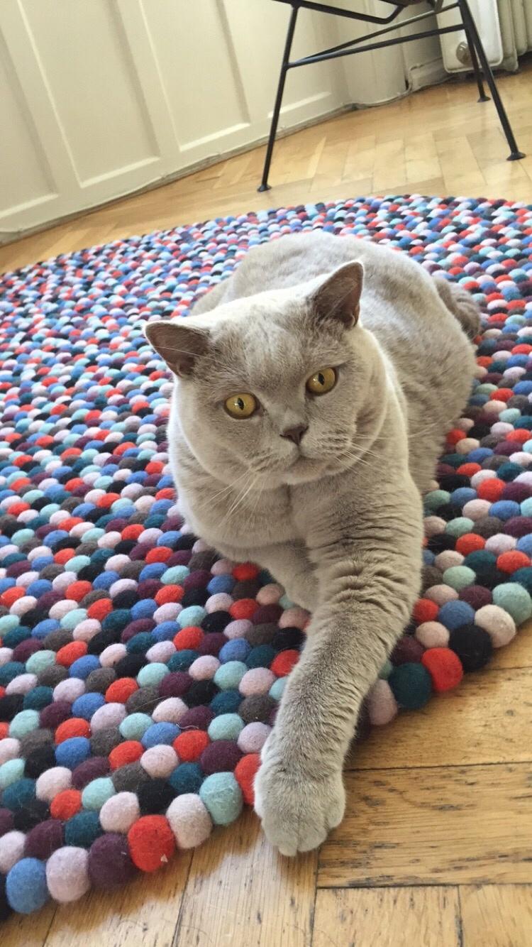 British Shorthair Smitty billede 9