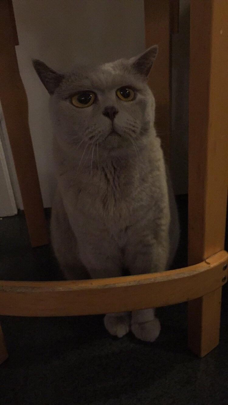 British Shorthair Smitty billede 10