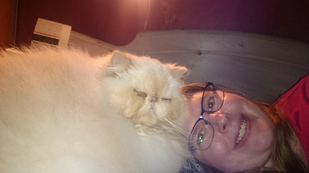 Perser Himmelkat Alexandra Von der Pudderkvast  billede 45