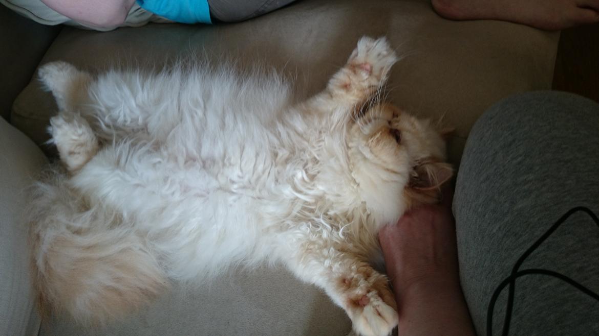 Perser Himmelkat Alexandra Von der Pudderkvast  billede 25