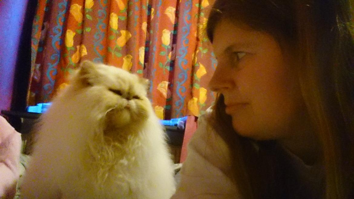 Perser Himmelkat Alexandra Von der Pudderkvast  billede 27