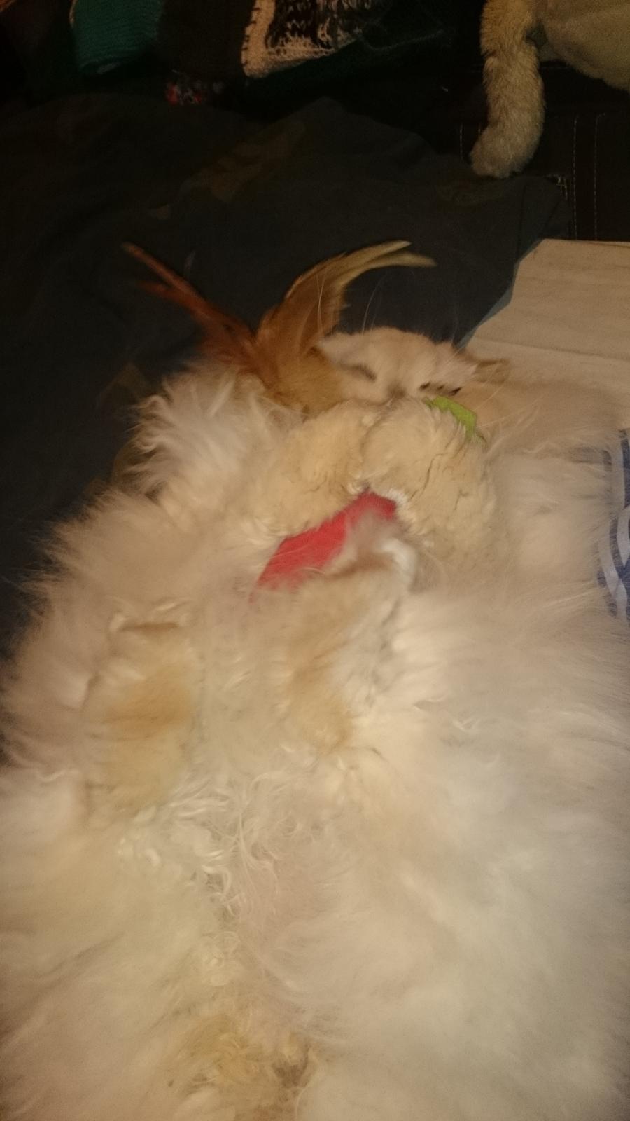 Perser Himmelkat Alexandra Von der Pudderkvast  billede 28