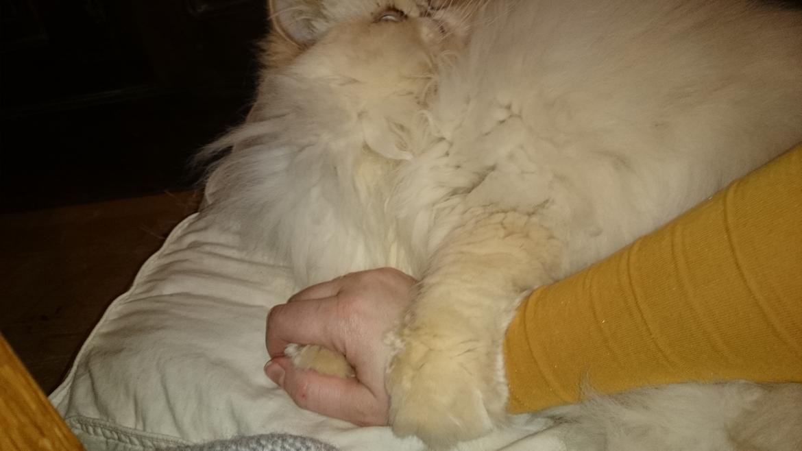 Perser Himmelkat Alexandra Von der Pudderkvast  billede 30