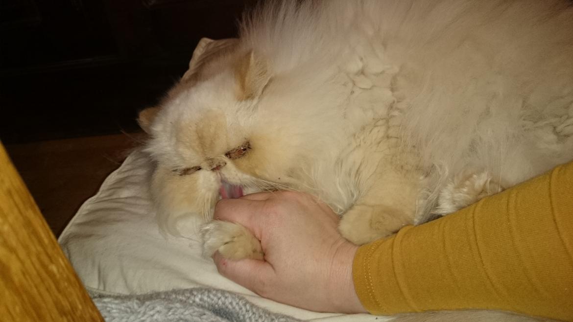 Perser Himmelkat Alexandra Von der Pudderkvast  billede 31