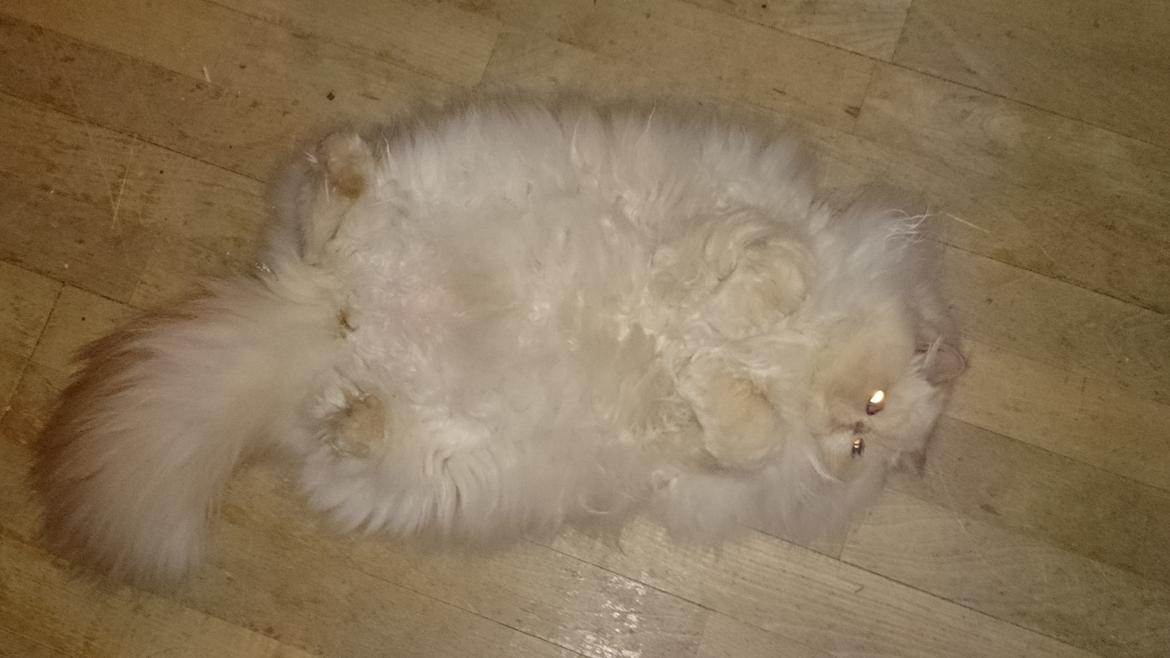 Perser Himmelkat Alexandra Von der Pudderkvast  billede 34