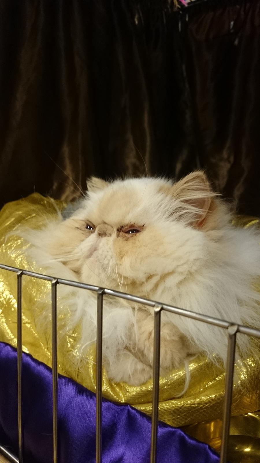 Perser Himmelkat Alexandra Von der Pudderkvast  billede 35