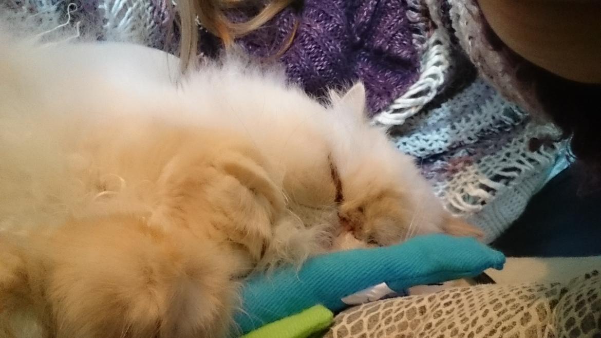 Perser Himmelkat Alexandra Von der Pudderkvast  billede 37