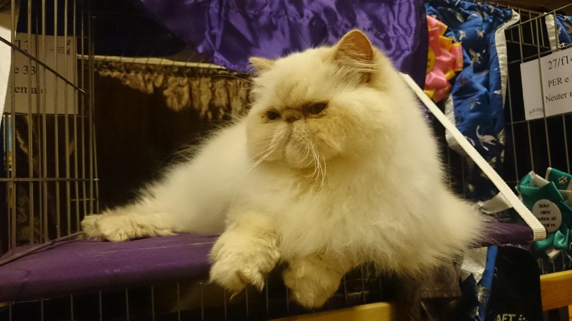 Perser Himmelkat Alexandra Von der Pudderkvast  billede 38