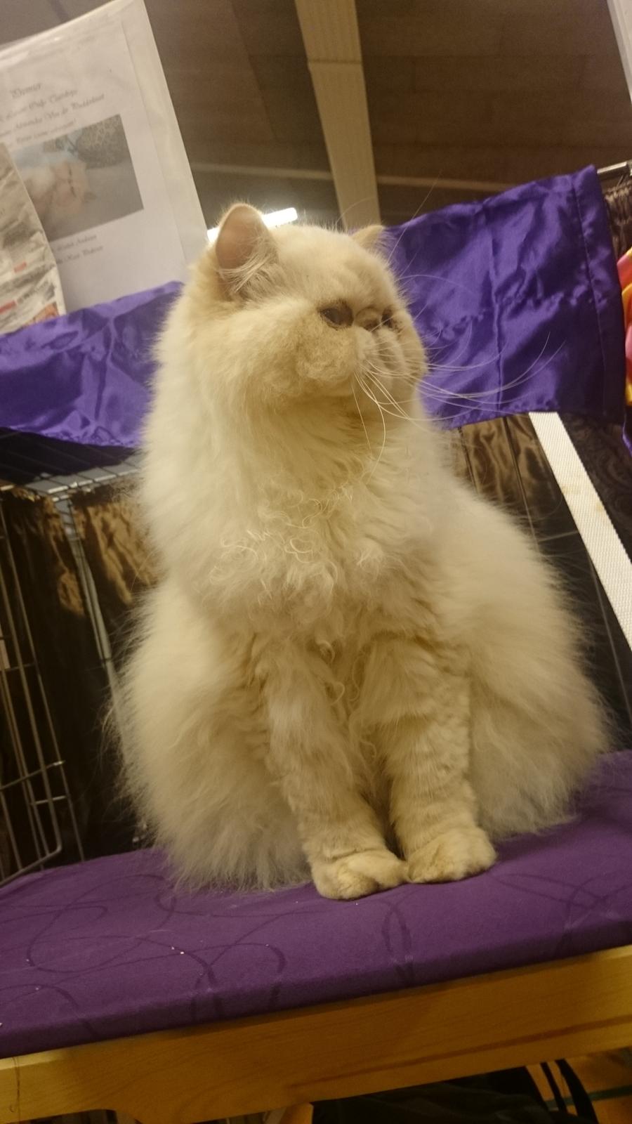 Perser Himmelkat Alexandra Von der Pudderkvast  billede 39