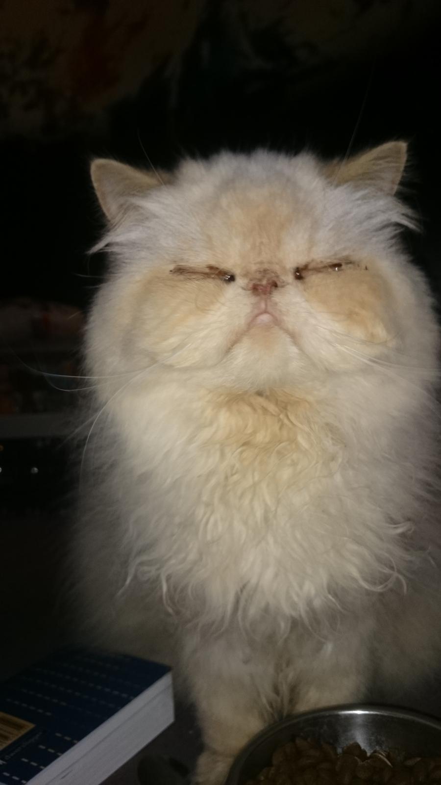 Perser Himmelkat Alexandra Von der Pudderkvast  billede 40