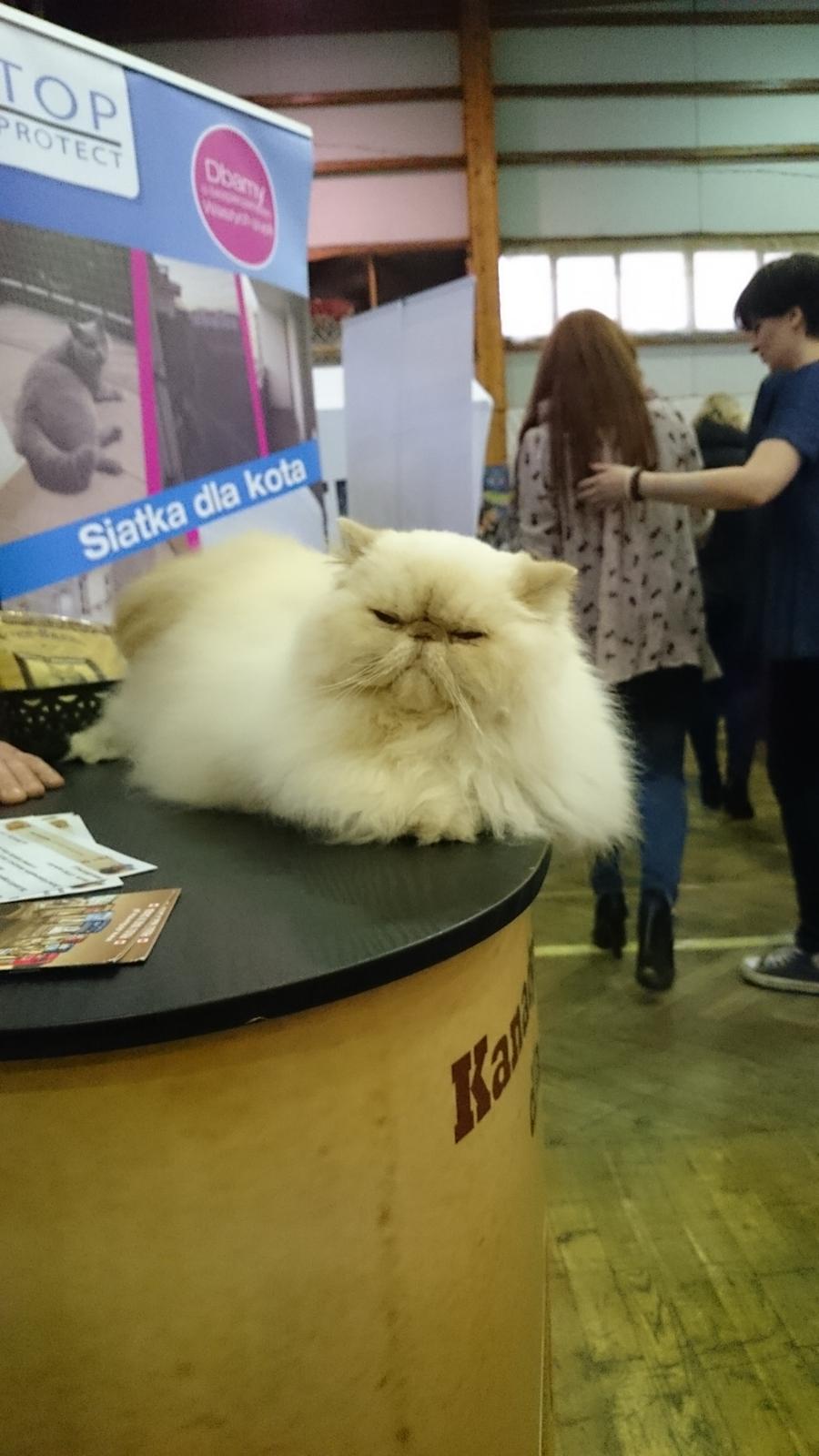 Perser Himmelkat Alexandra Von der Pudderkvast  billede 43