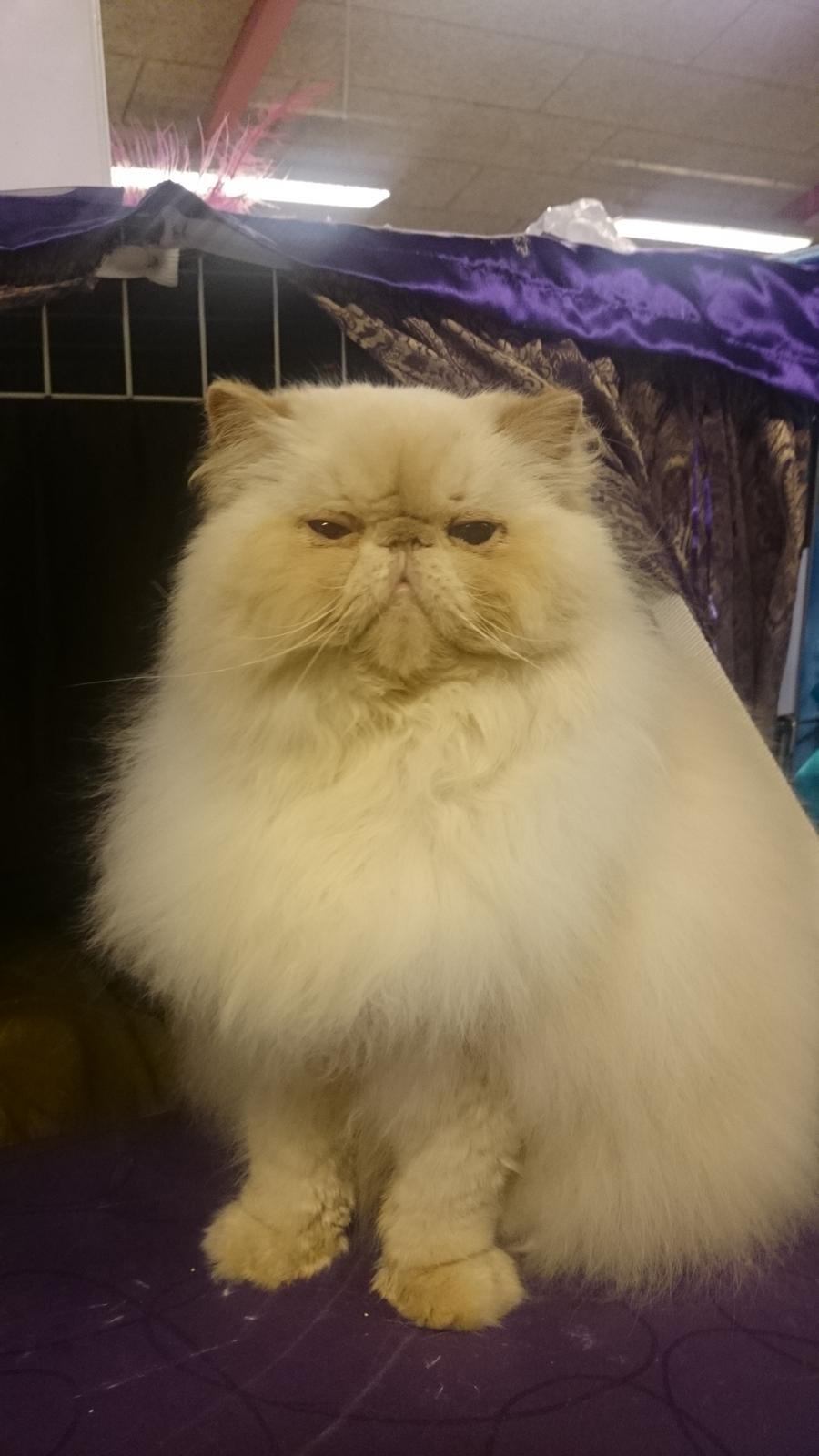 Perser Himmelkat Alexandra Von der Pudderkvast  billede 44