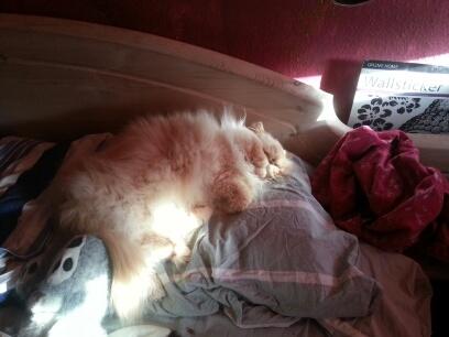 Perser Himmelkat Alexandra Von der Pudderkvast  billede 46