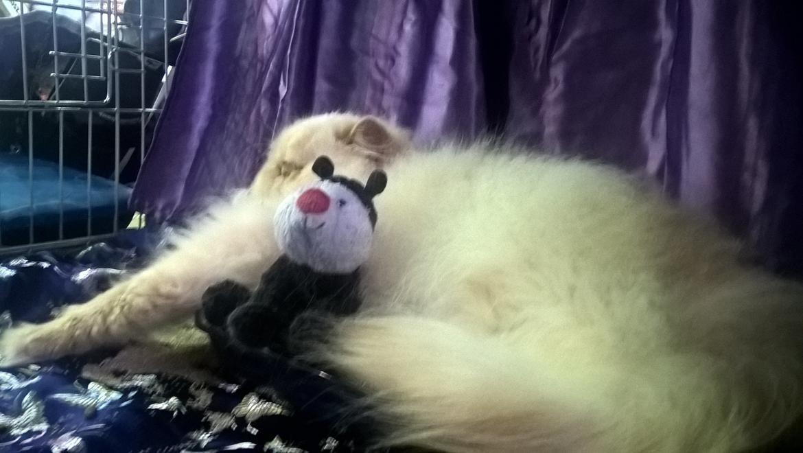 Perser Valdemar Sejr Fluffy McFluffinton - Lai-ans Mumble billede 6