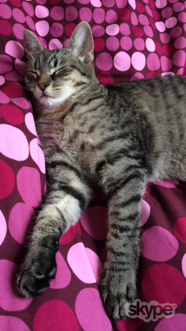 Huskat Magnus billede 1