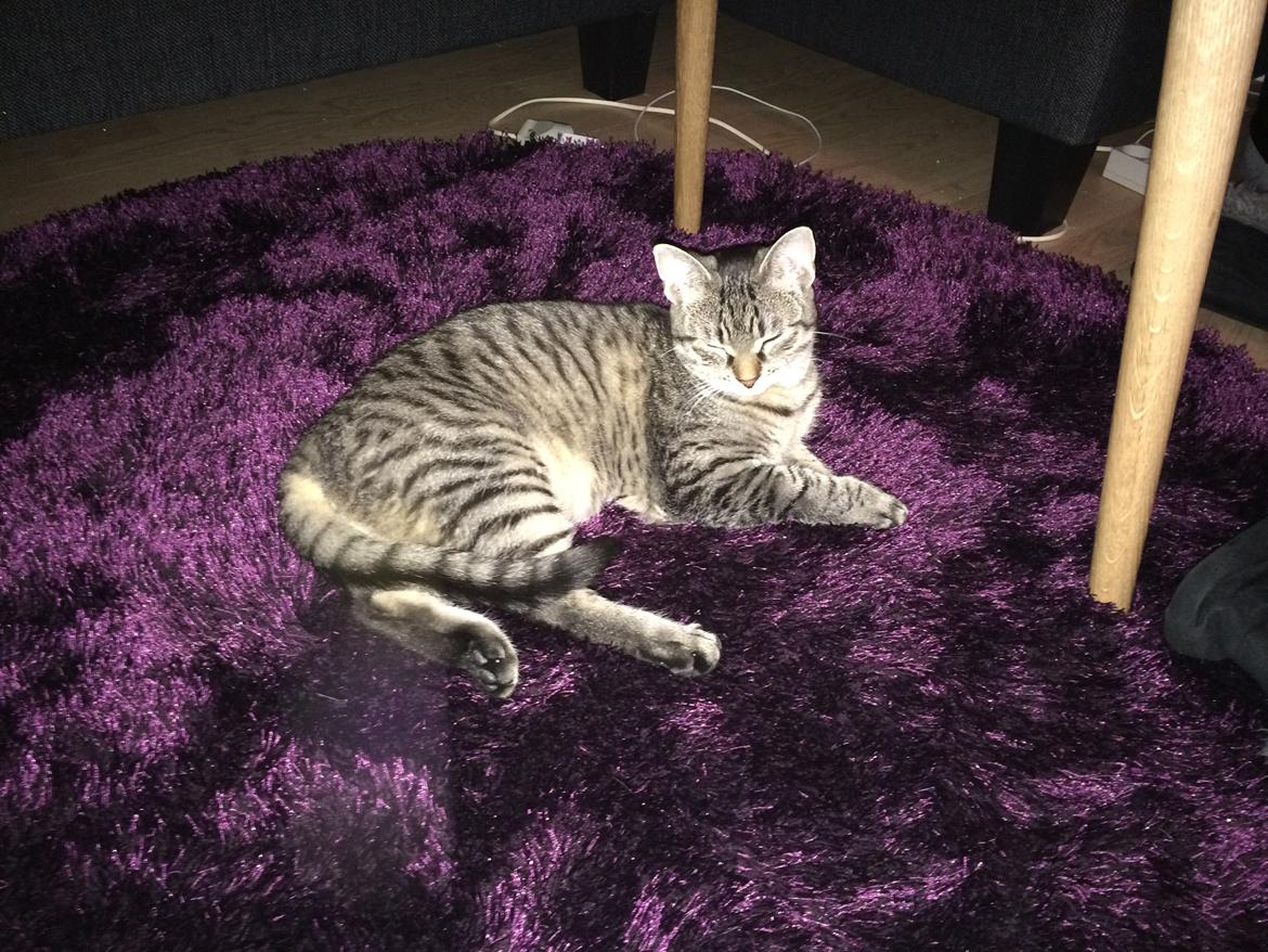 Huskat Magnus billede 5