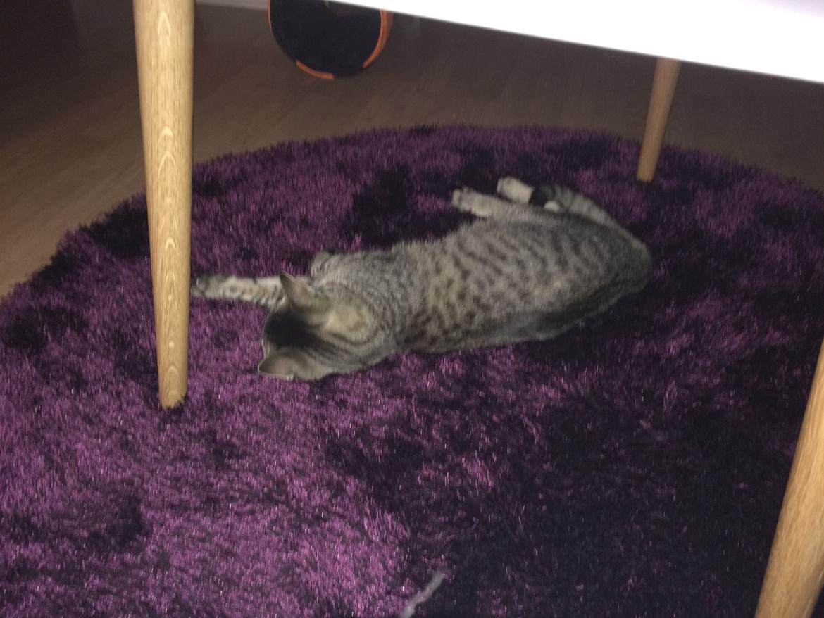 Huskat Magnus billede 4