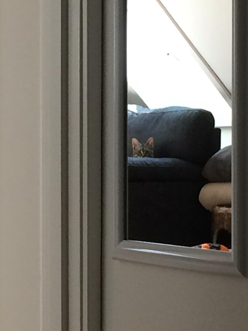 Huskat Magnus billede 9