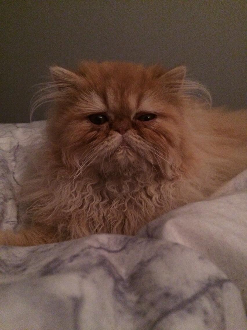 Perser Buddha No. 1 billede 14