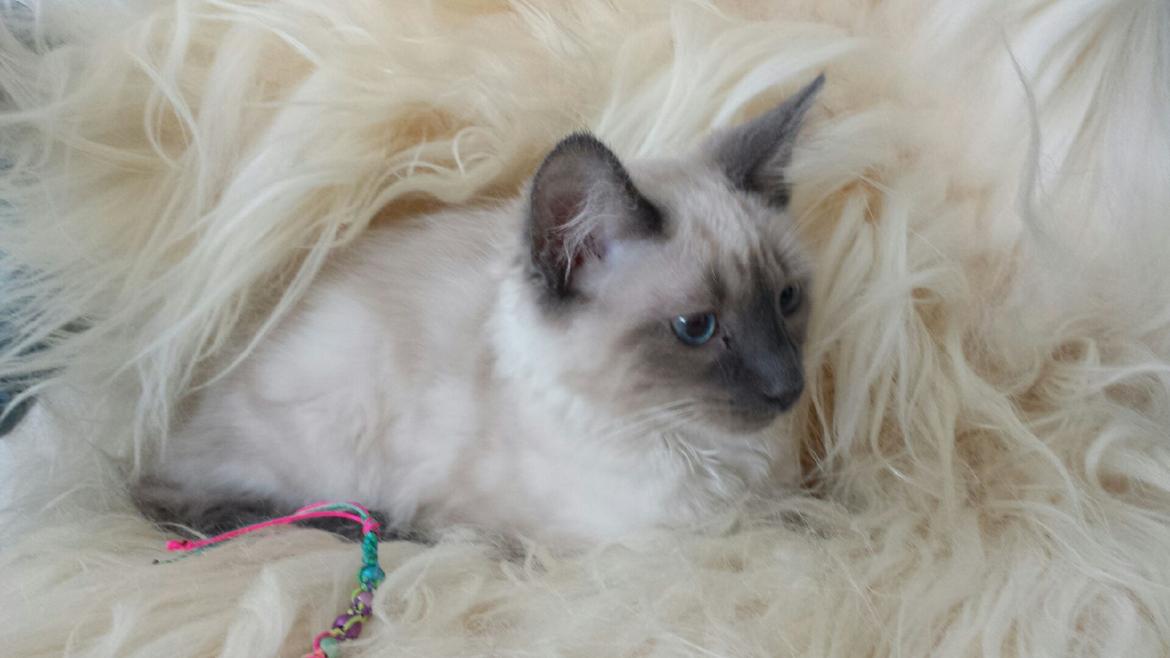 Blanding af racer Buzz Lightyear billede 6