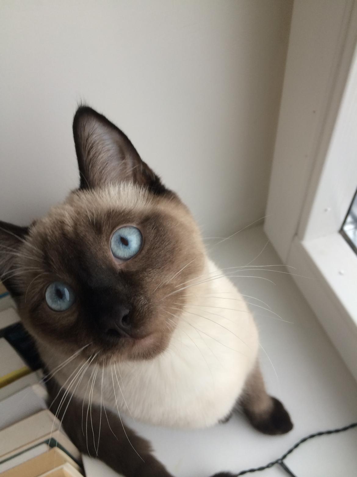 Blanding af racer Fie billede 6