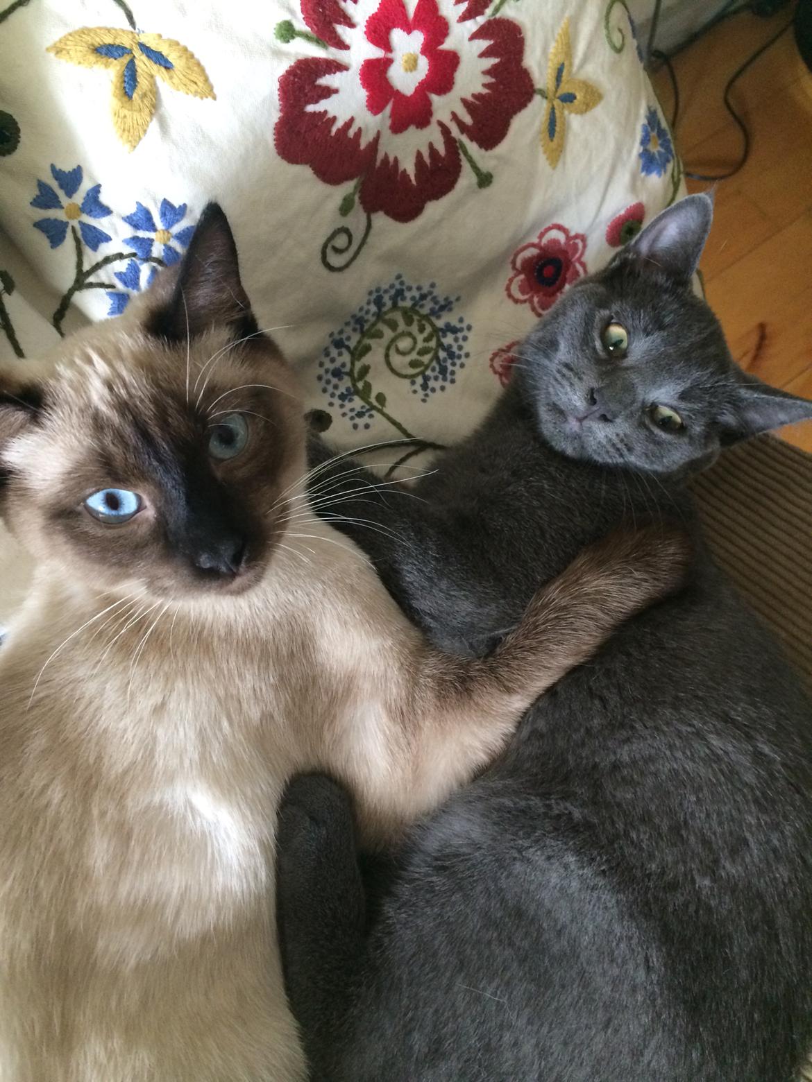 Blanding af racer Fie - Fie og min hankat Ivan billede 3