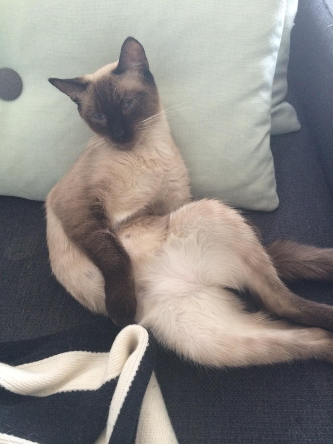 Blanding af racer Fie billede 4