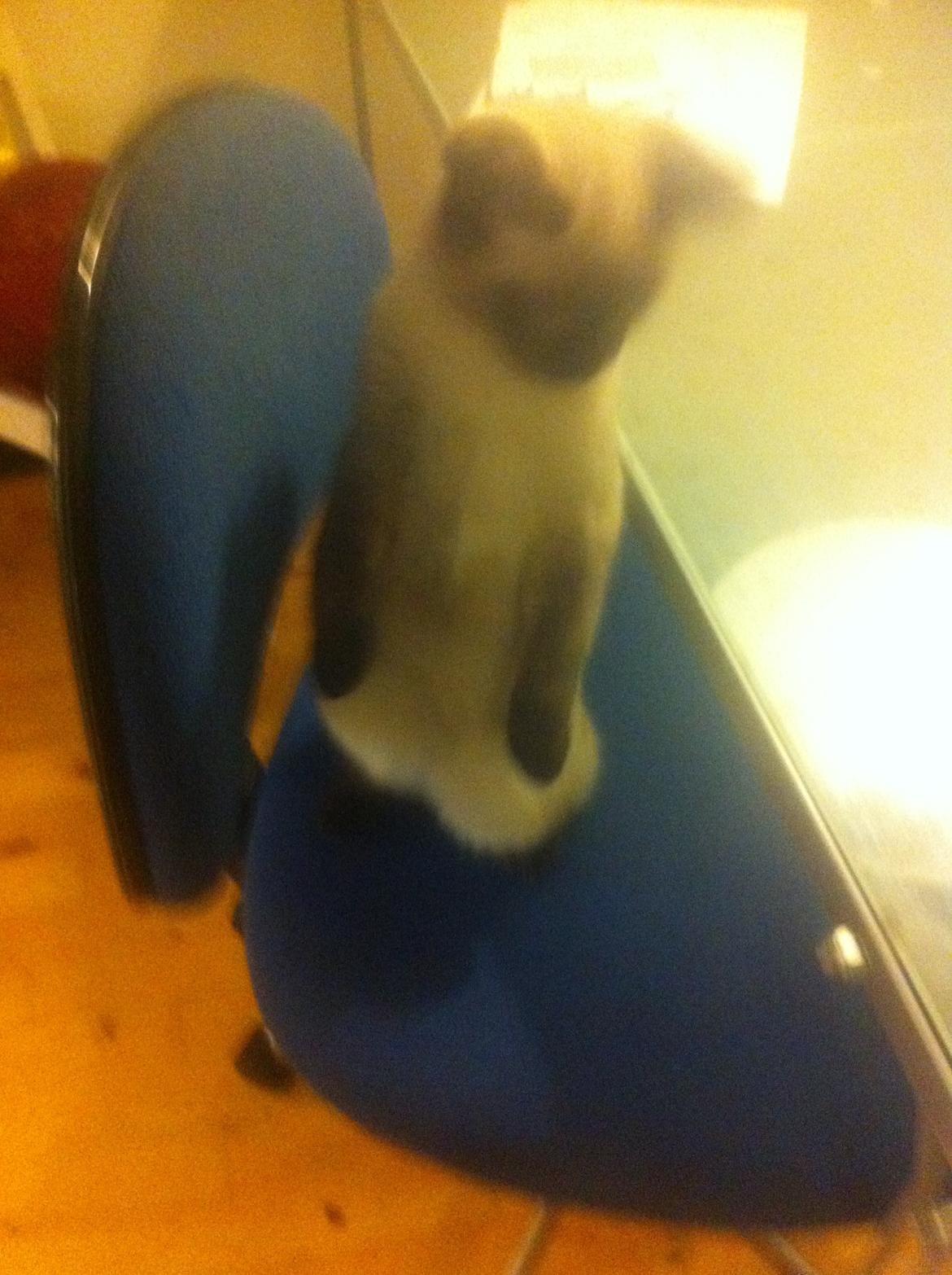 Blanding af racer Fie billede 8