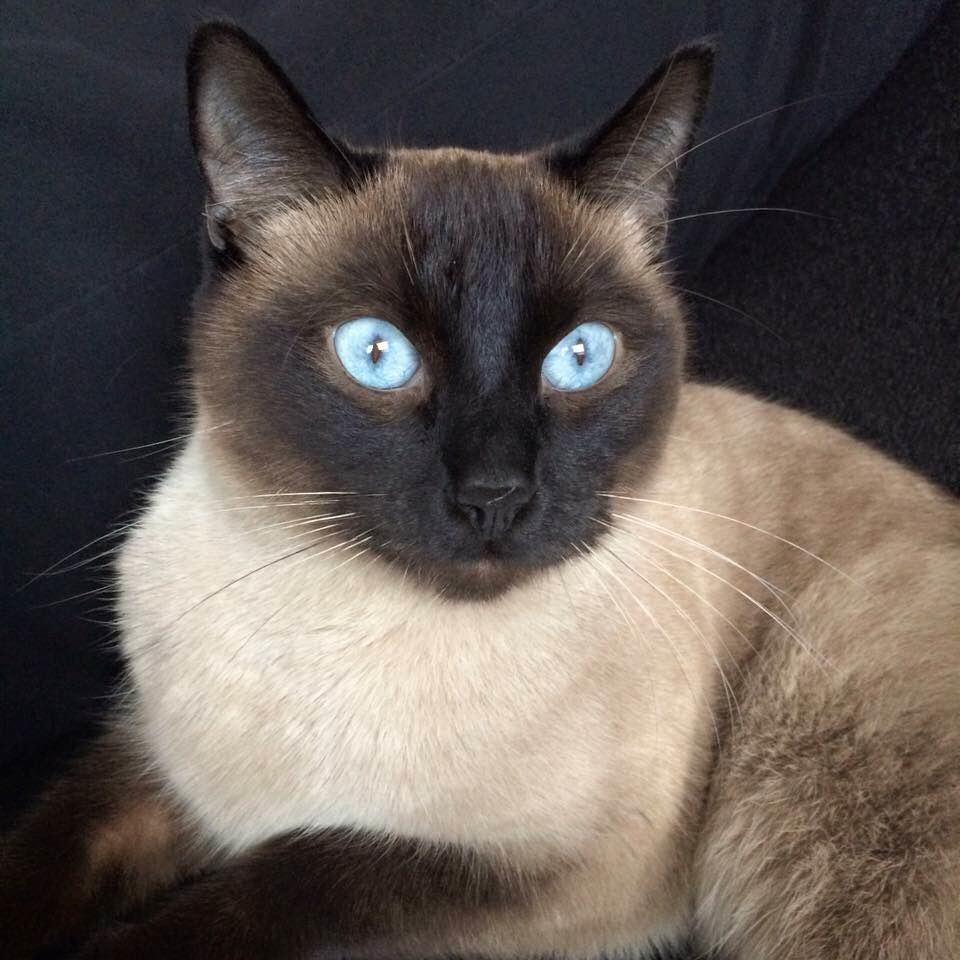 Blanding af racer Fie billede 1