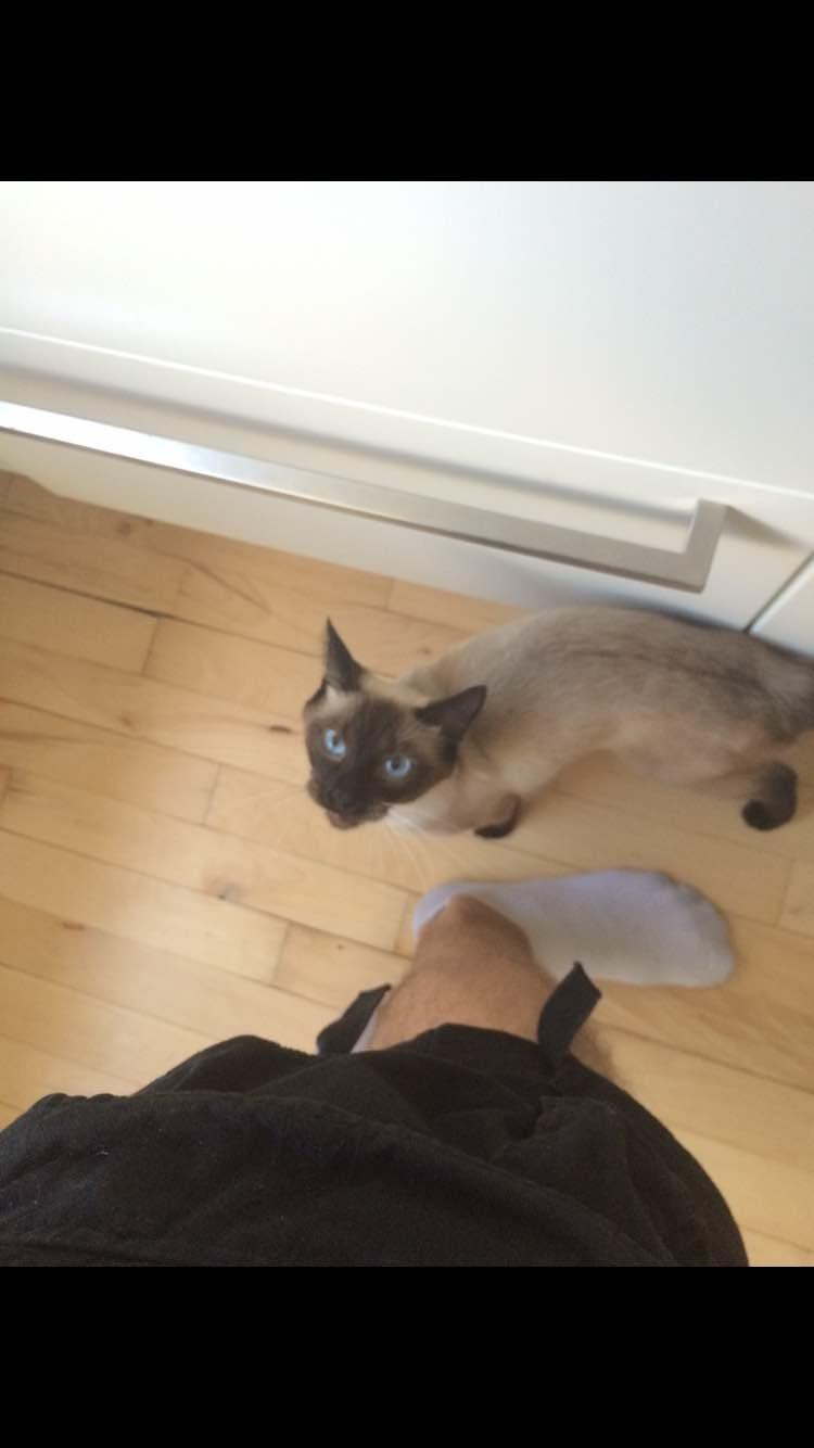 Blanding af racer Fie billede 5