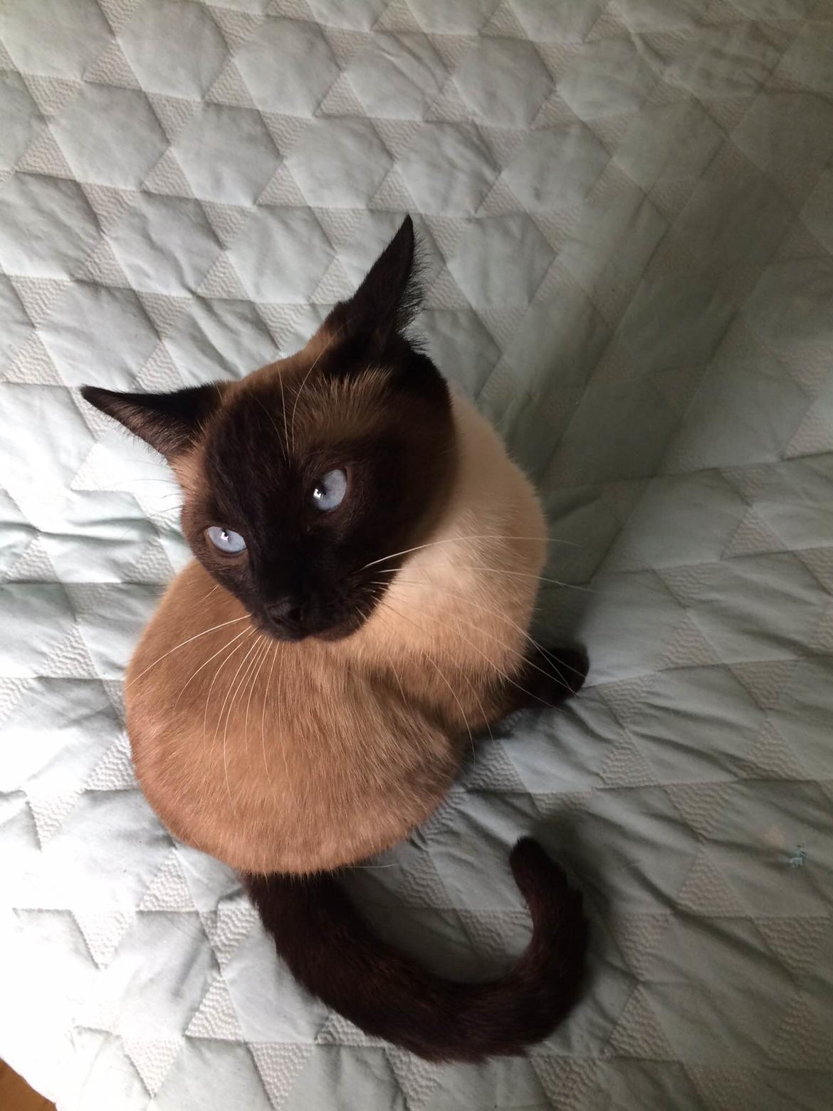 Blanding af racer Fie billede 2