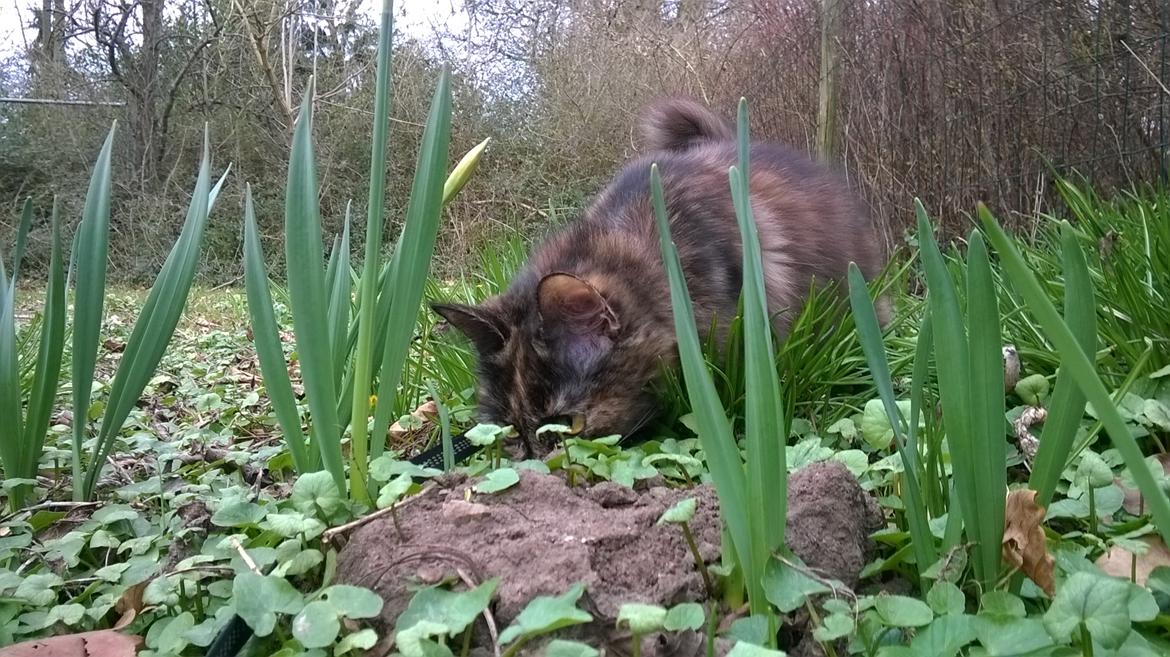 Maine Coon Kirby - 04/04-16 kirby nyder haven, og der er et hulhun kan grave i :-) billede 9