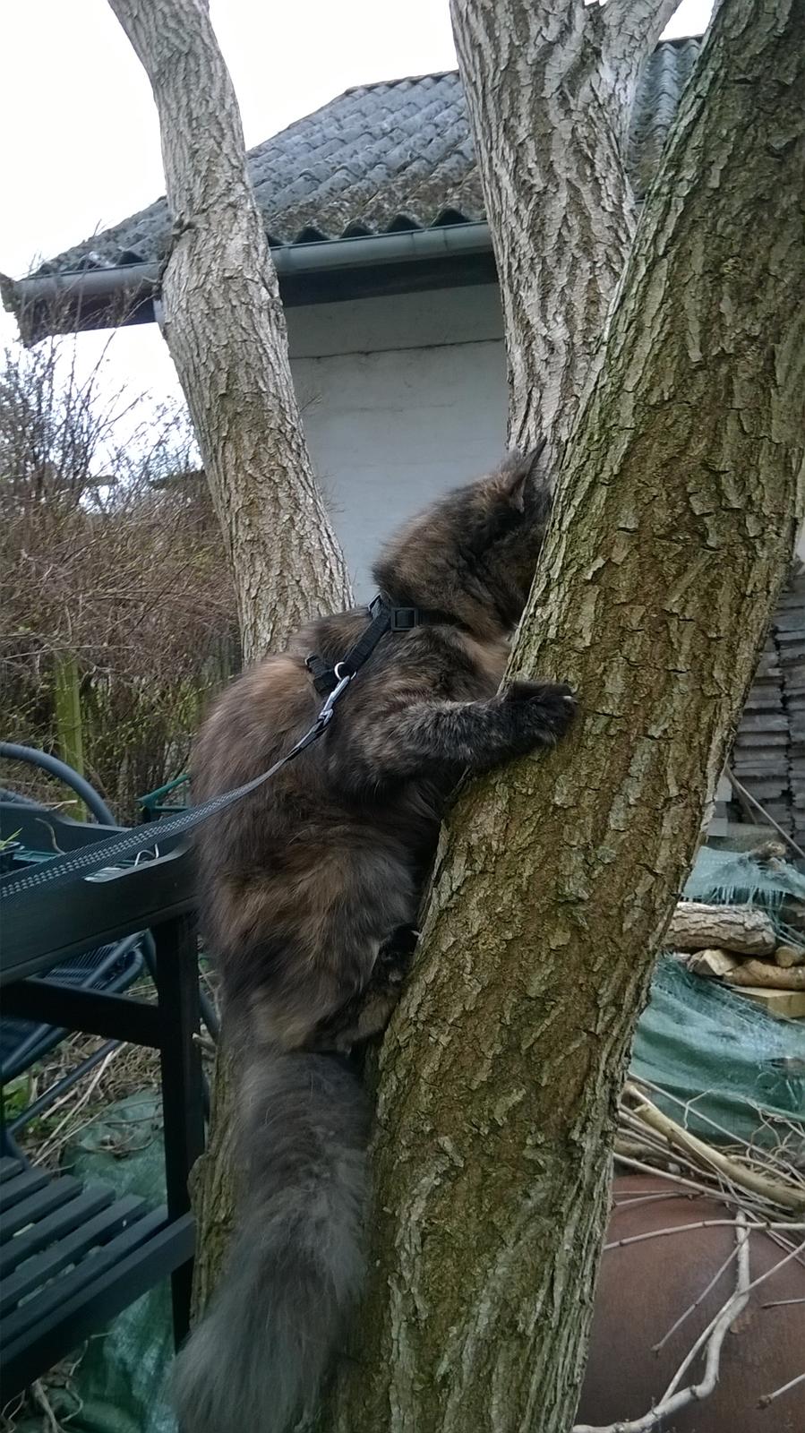 Maine Coon Kirby - uha, hun er oppe i et træ billede 10